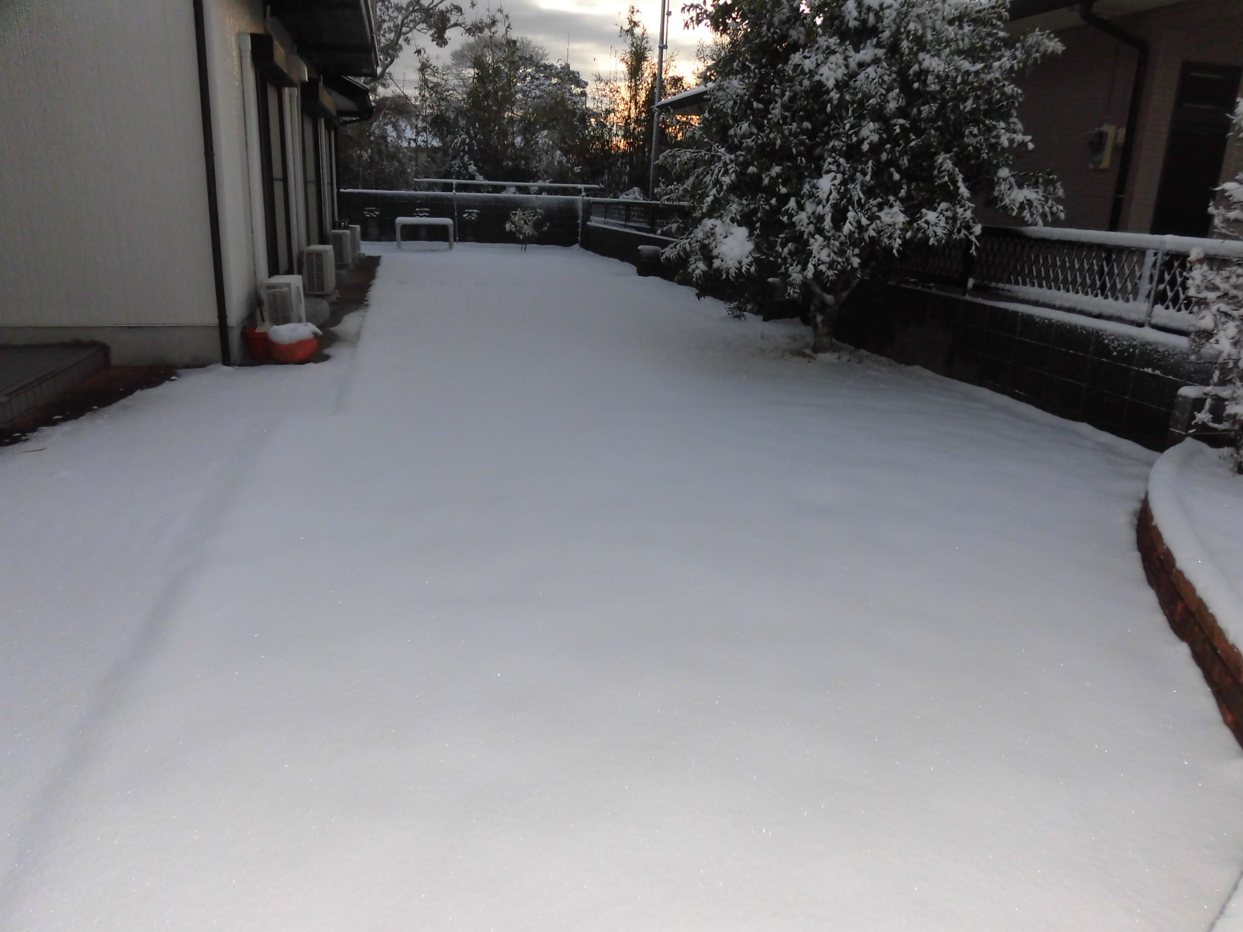 雪2 (2).JPG