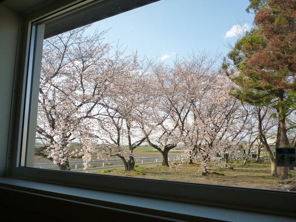 桜ワンズ.JPG